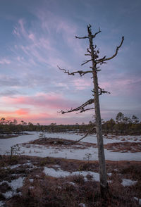 Bare tree on snow covered landscape against sky