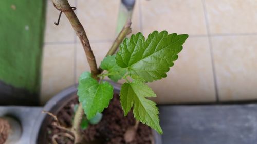 Close-up of potted plant against wall