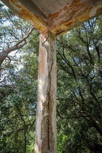 Low angle view of tree trunk in forest