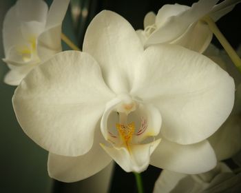 Close-up of white orchid
