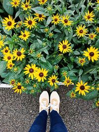 Low section of person standing by flowering plants