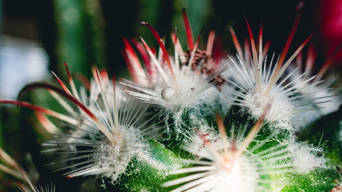 Close-up of flowers