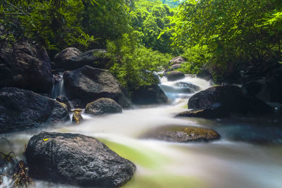 Stream flowing at forest