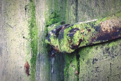 Close-up of moss in forest