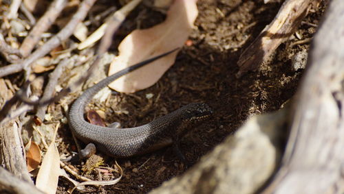 High angle view of crab on field