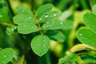 Close-up of water drops on plant