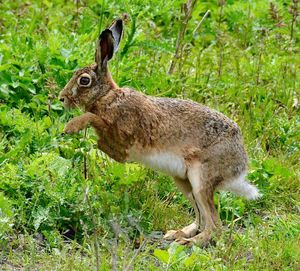 Close-up of hare in forest