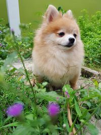 Close-up of dog on grass