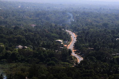 High angle view of road along lush foliage