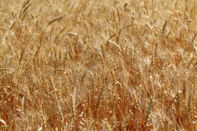 Full frame shot of wheat field