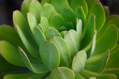 Full frame shot of succulent plant