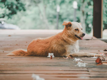 Brown dog resting on wood