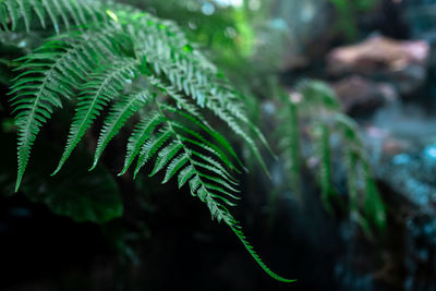 Close-up of fern leaves