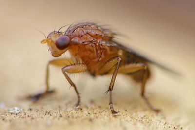 Close-up of fly