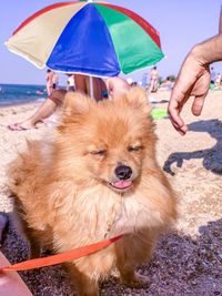 Midsection of woman with dog on beach