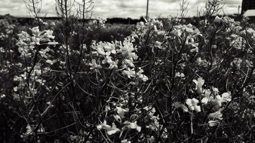 Close-up of flowering plants on field