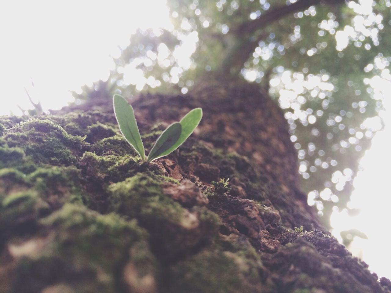 tree, growth, low angle view, branch, leaf, nature, focus on foreground, tranquility, sunlight, close-up, tree trunk, green color, sky, beauty in nature, selective focus, day, outdoors, no people, forest, plant
