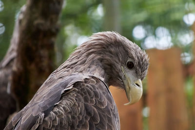 Sea eagle, lataine haliaeetus albicilla, with yellow beak and brown plumage looks to the ground