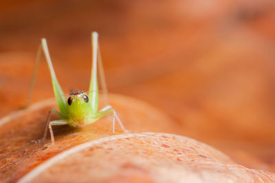 Close-up of grasshopper of leaf