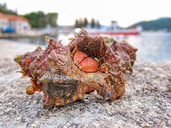 The hermit crab is hiding in its shell. seashell on land. preying.