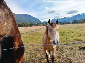 Horse standing on field against sky