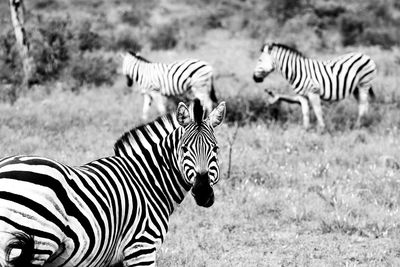 Zebras and zebra