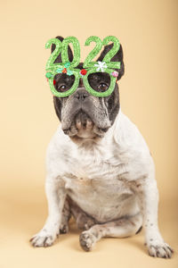 Gorgeous french bulldog dog with festive glasses 2022. happy new year. vertical picture