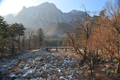 Scenic view of forest against sky