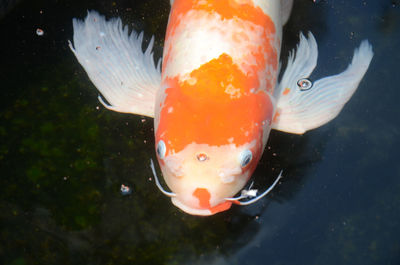 Close-up of koi fish in water