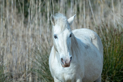 White horse in a field