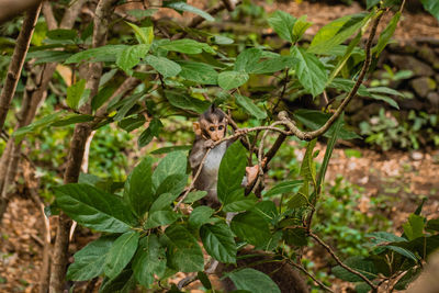 Plants growing on tree