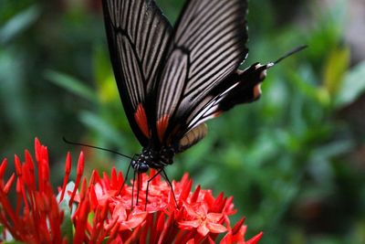 Close-up of butterfly pollinating on red flower