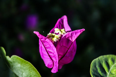 Close-up of purple iris blooming outdoors
