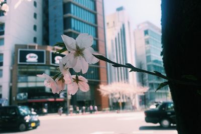 Close-up of flowers blooming by tree in city