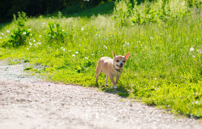 Chihuahua on grassy field by footpath