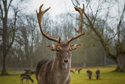 Portrait of deer standing on field against sky