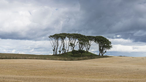 Tree on field against sky