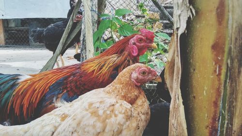 Close-up of a rooster