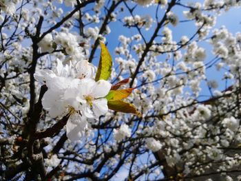 Low angle view of cherry blossoms against sky