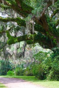 Plants growing on tree trunk