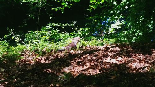 Dog amidst plants in forest