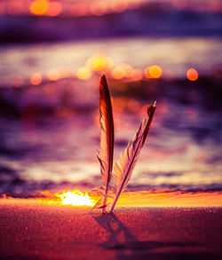 A beautiful seagull feathers in the sand on the beach of baltic sea. vibrant beach scenery.