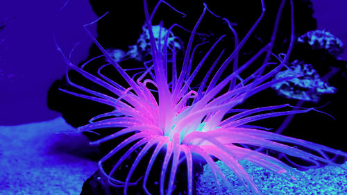 Close-up of coral in sea