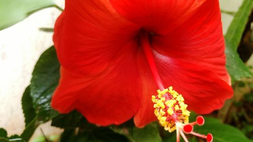 Close-up of red flowers