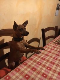 Portrait of dog sitting on table at home