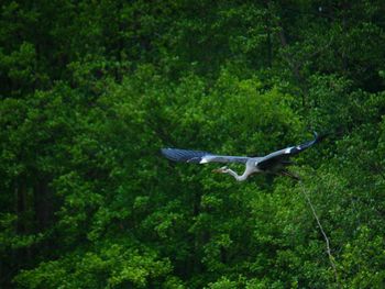 Bird flying over trees in forest