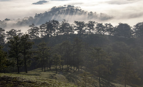 Trees in forest against sky