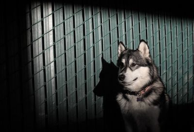 Close-up of dog standing outdoors