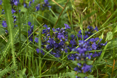 Close-up of purple flowering plants on field