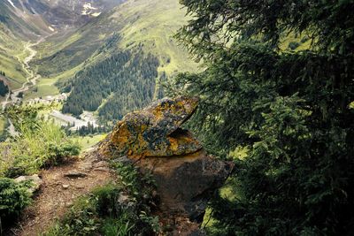 Dirt road amidst rocks and trees in forest